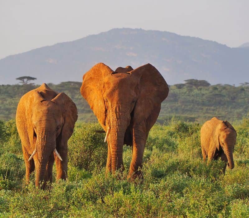 Samburu National Reserve