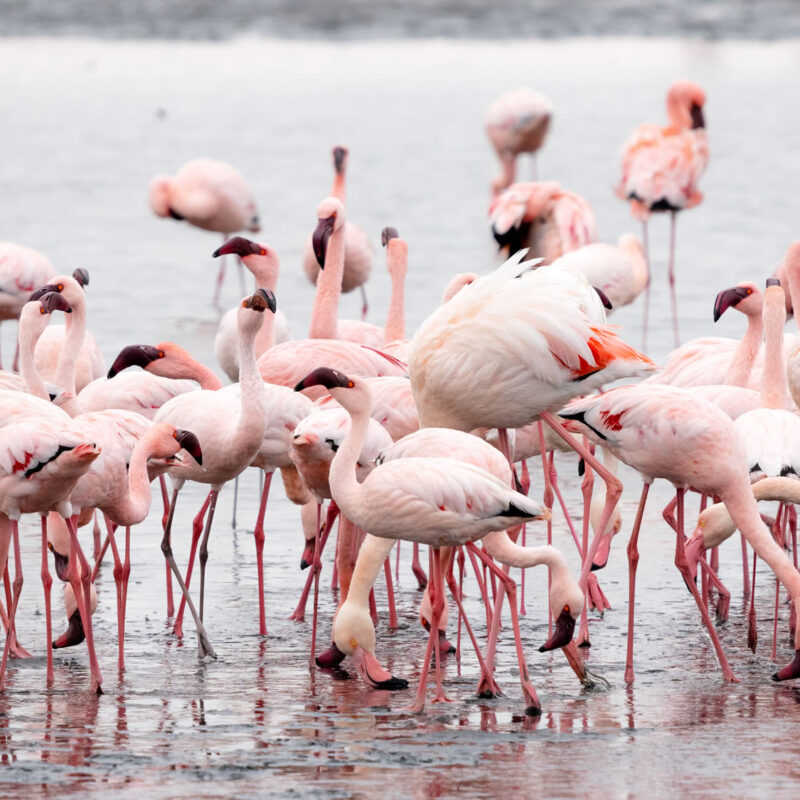 Lake Nakuru National Park